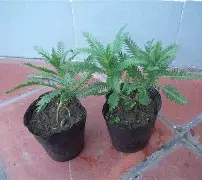 包含鼢蓍?2扠k綿醉$額`蒚b礔?抜x0癍醿p]遝??娨?镓c軠m蜮町N≦?罟苉涁&J諮譩瘢軲渲t?薗筣:(q?Uy?N?v.匤x晙堢1ze脺膁?譣盗蒍+?的词条